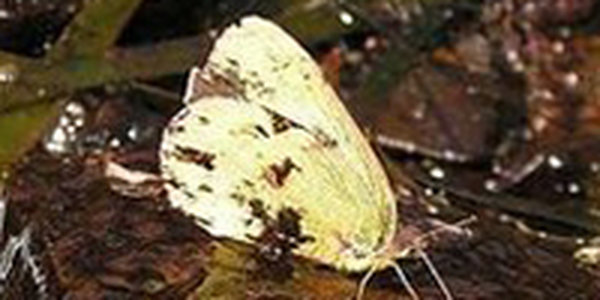 Разлив нефти в Амурском заливе: нефтяное пятно в бухте Федорова (ФОТО)