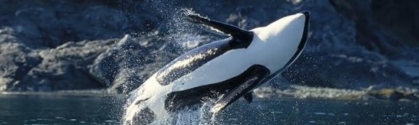 Детеныша касатки спас сахалинский рыбак