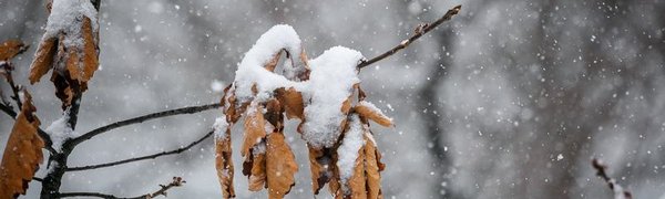 Завтра в Приморье вновь ожидается снег