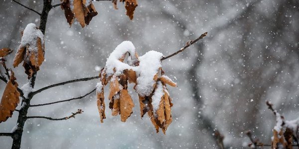 Завтра в Приморье вновь ожидается снег