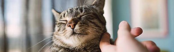 Домашние животные однозначно полезны для психики, доказали учёные