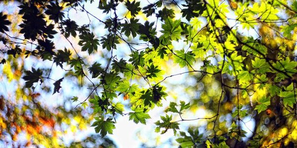 Первая декада октября-2025 в Приморье была тёплой и сухой