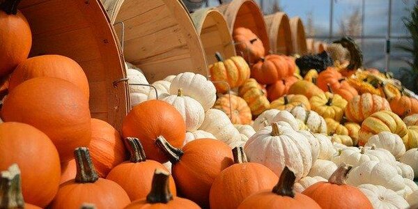 «Фестиваль приморских овощей» пройдет в выходные дни на улице Жигура