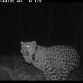 На территории оленефермы в Хасанском районе вновь появились леопарды