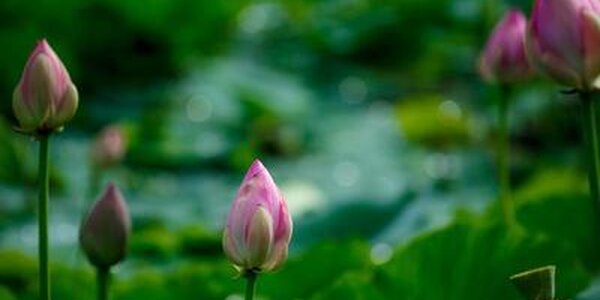 Среднесуточная температура во Владивостоке превышает норму на 7 и более градусов