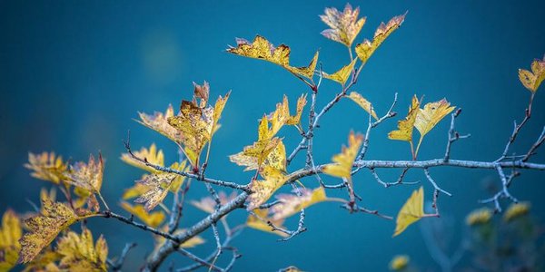 В выходные в Приморье ожидаются колебания температуры и осадки