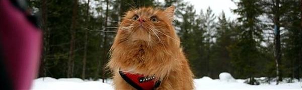 Норвежка превратила своего кота в ездового (ВИДЕО)