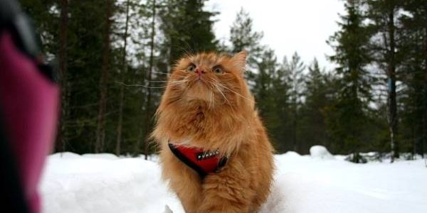 Норвежка превратила своего кота в ездового (ВИДЕО)