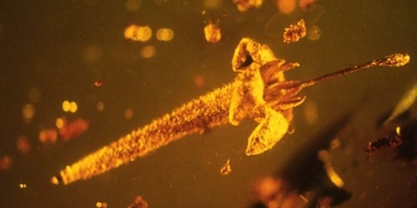 Учёные открыли новый цветок, который провёл в янтаре миллионы лет