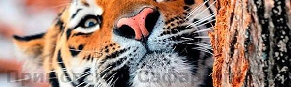 Возобновлена веб-трансляция из вольеров Тимура и Амура