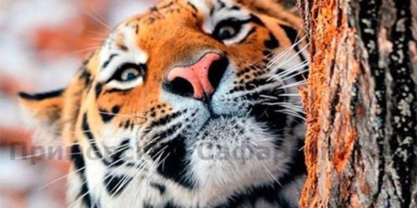 Возобновлена веб-трансляция из вольеров Тимура и Амура