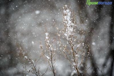 В Приморье по-зимнему холодно, местами идёт снег