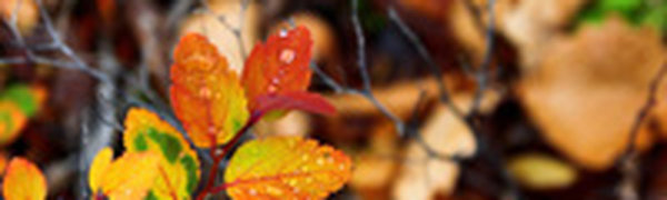 В Приморье пришла ненастная погода