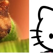 Японцы нашли гусеницу Hello Kitty