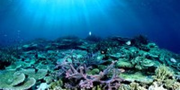 Водоросли разрушают Большой барьерный риф