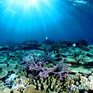 Водоросли разрушают Большой барьерный риф
