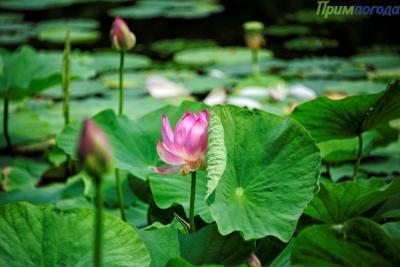 В Приморье похолодало раньше обычного