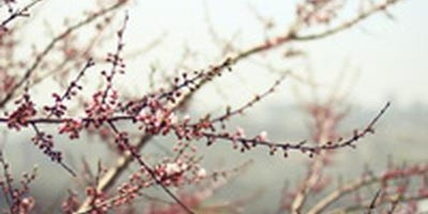 Дождливое начало недели ждёт Приморье и Владивосток