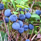 Август в Сихотэ-Алинском заповеднике — лето закончилось