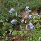 Август в Сихотэ-Алинском заповеднике — лето закончилось