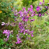 Август в Сихотэ-Алинском заповеднике — лето закончилось