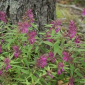 Август в Сихотэ-Алинском заповеднике — лето закончилось