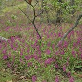 Август в Сихотэ-Алинском заповеднике — лето закончилось