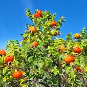 Август в Сихотэ-Алинском заповеднике — лето закончилось