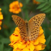 Август в Сихотэ-Алинском заповеднике — лето закончилось