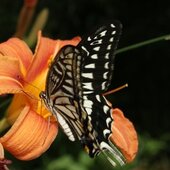 Август в Сихотэ-Алинском заповеднике — лето закончилось