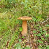 Август в Сихотэ-Алинском заповеднике — лето закончилось