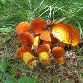 Август в Сихотэ-Алинском заповеднике — лето закончилось