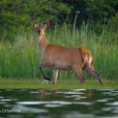 Август в Сихотэ-Алинском заповеднике — лето закончилось