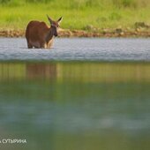 Август в Сихотэ-Алинском заповеднике — лето закончилось