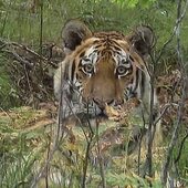 Август в Сихотэ-Алинском заповеднике — лето закончилось