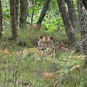 Август в Сихотэ-Алинском заповеднике — лето закончилось