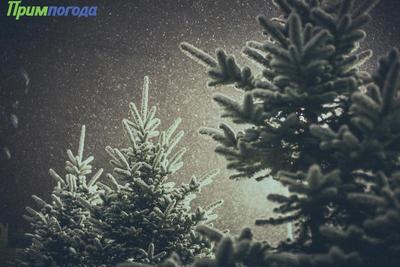 В субботу вечером в Приморье начнётся снег