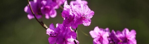 До +27°С прогреется воздух в континентальных районах Приморья, на побережье прохладно: погода на четверг