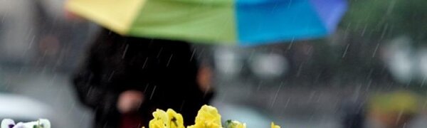 Дожди различной интенсивности, в отдельных районах Приморья ливни с грозами: прогноз погоды на пятницу