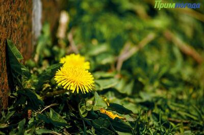 Настоящее лето заглянуло в континентельные районы Приморья