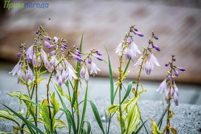 Неустойчивая погода ожидается в Приморье на следующей неделе