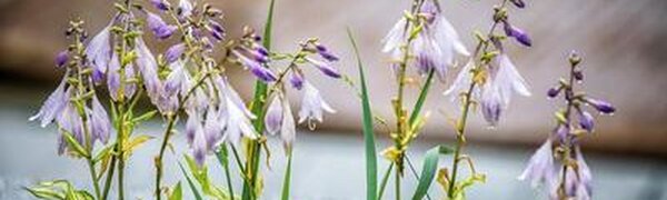 Неустойчивая погода ожидается в Приморье на следующей неделе