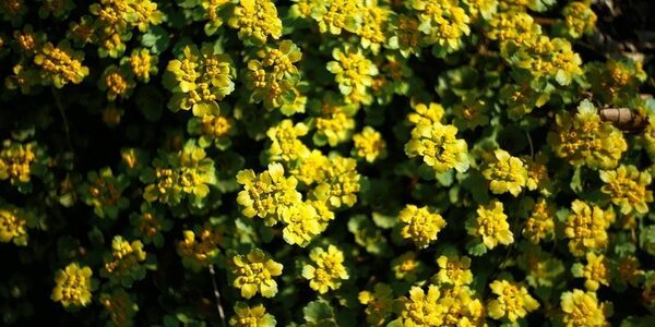 Почти летние температуры установятся в континентальной части Приморья на этой неделе