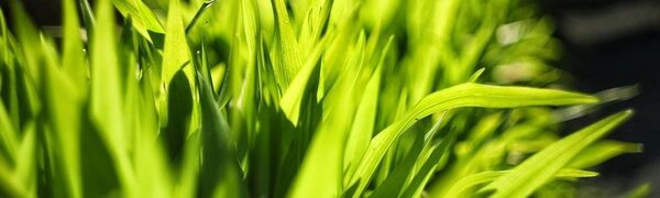 Тёплый сухой воздух из Китая начал поступать в континентальные районы Приморья