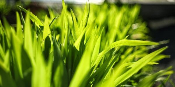 Тёплый сухой воздух из Китая начал поступать в континентальные районы Приморья