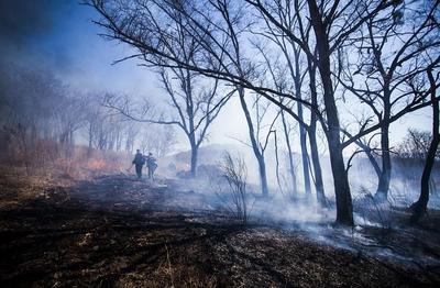 Сильный ветер может увеличить площадь лесных пожаров в Приморье в среду