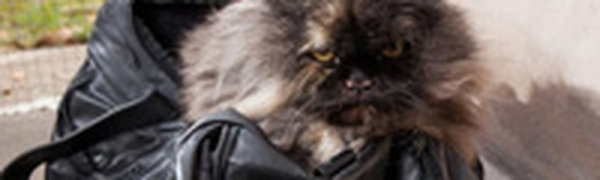 Уснувшая в дорожной сумке кошка прилетела из Египта в Англию