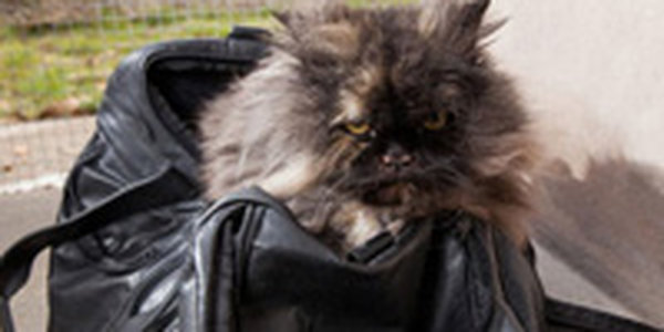 Уснувшая в дорожной сумке кошка прилетела из Египта в Англию