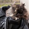 Уснувшая в дорожной сумке кошка прилетела из Египта в Англию