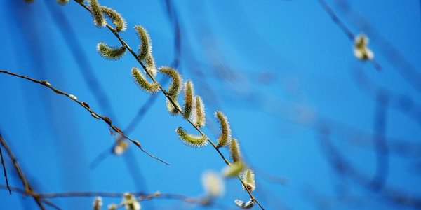 Температура выше климатической нормы установилась в Приморье